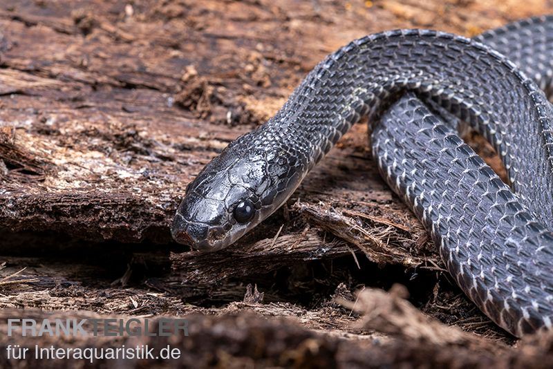 Südliche Feilennatter, Mehelya capensis