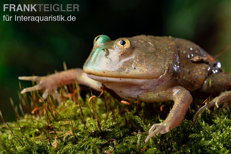 Budgett`s-Frosch, Lepidobatrachus laevis