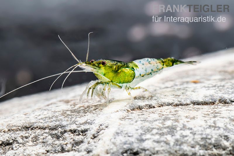 Green Rili Shrimp, Neocaridina davidi