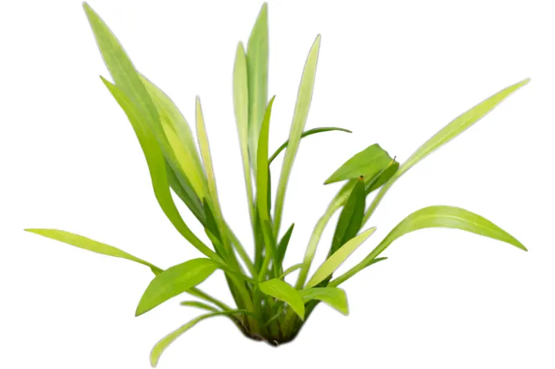 Breitblättrige Zwergschwertpflanze, Echinodorus latifolius/xingu, im Topf