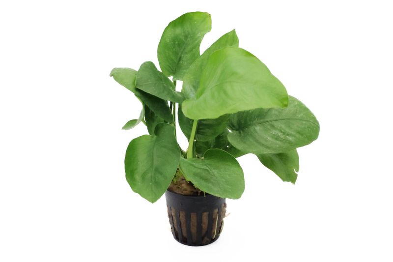 Breitblättriges Speerblatt, Anubias barteri, XXL-Topf, Mutterpflanze