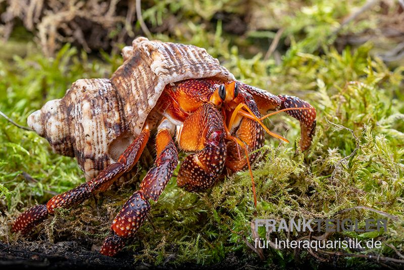 Lava-Landeinsiedlerkrebs, Coenobita sp. Lava (Größe XL)