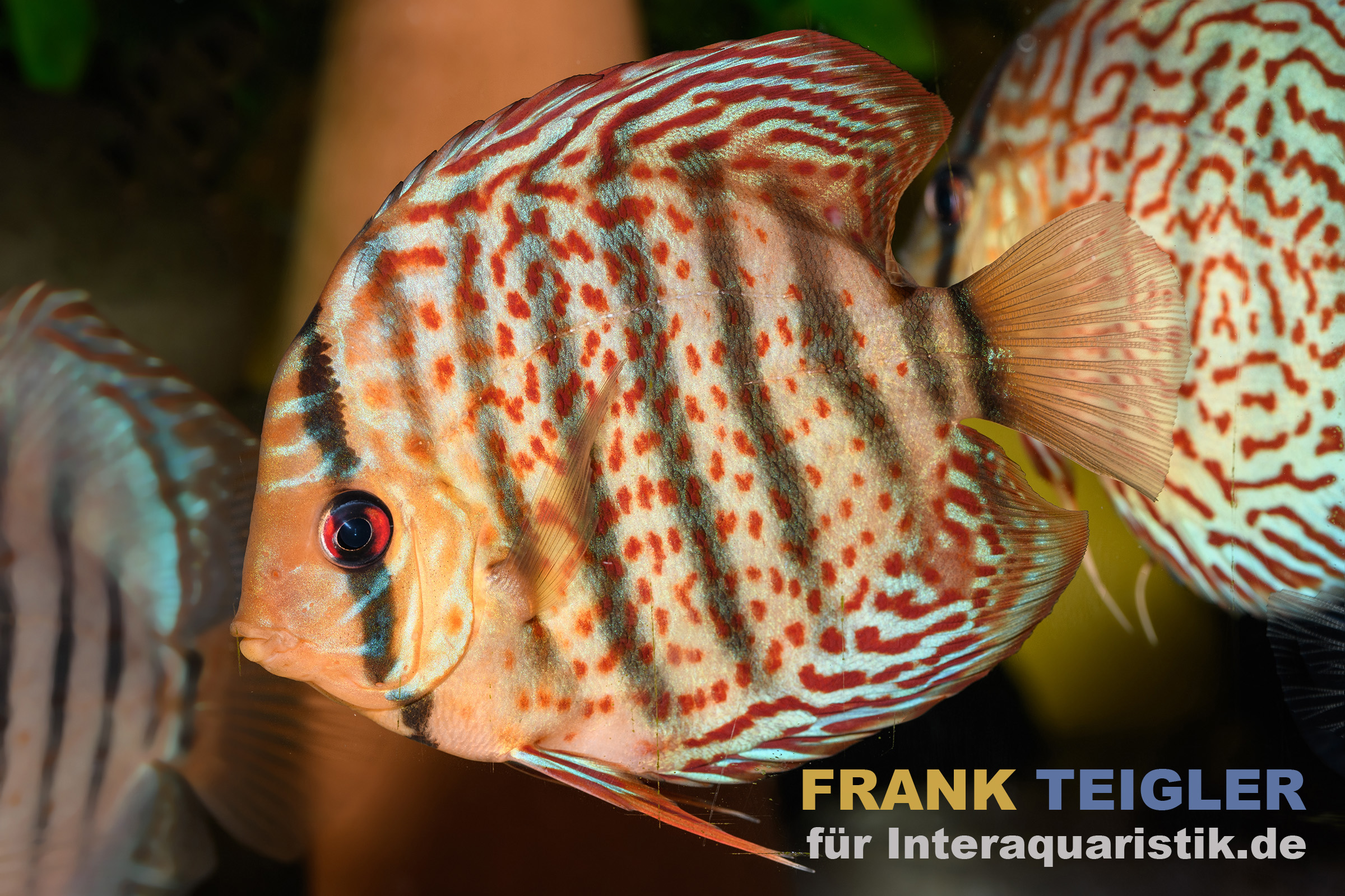 Grüner Diskus TEFE, Symphysodon aequifasciatus Tefe, WF, 14-17 cm