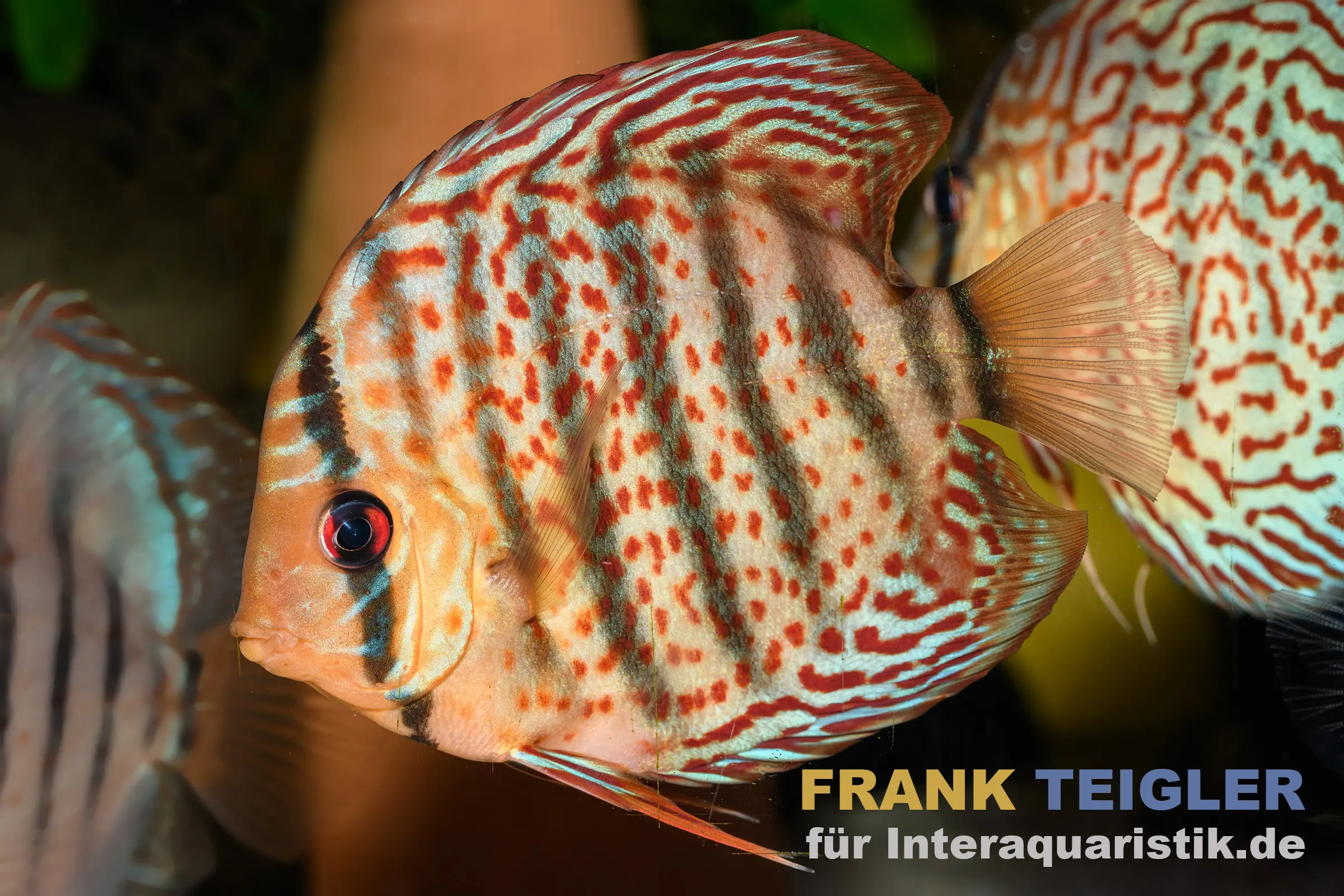 Grüner Diskus TEFE, Symphysodon aequifasciatus Tefe, WF, 14-17 cm