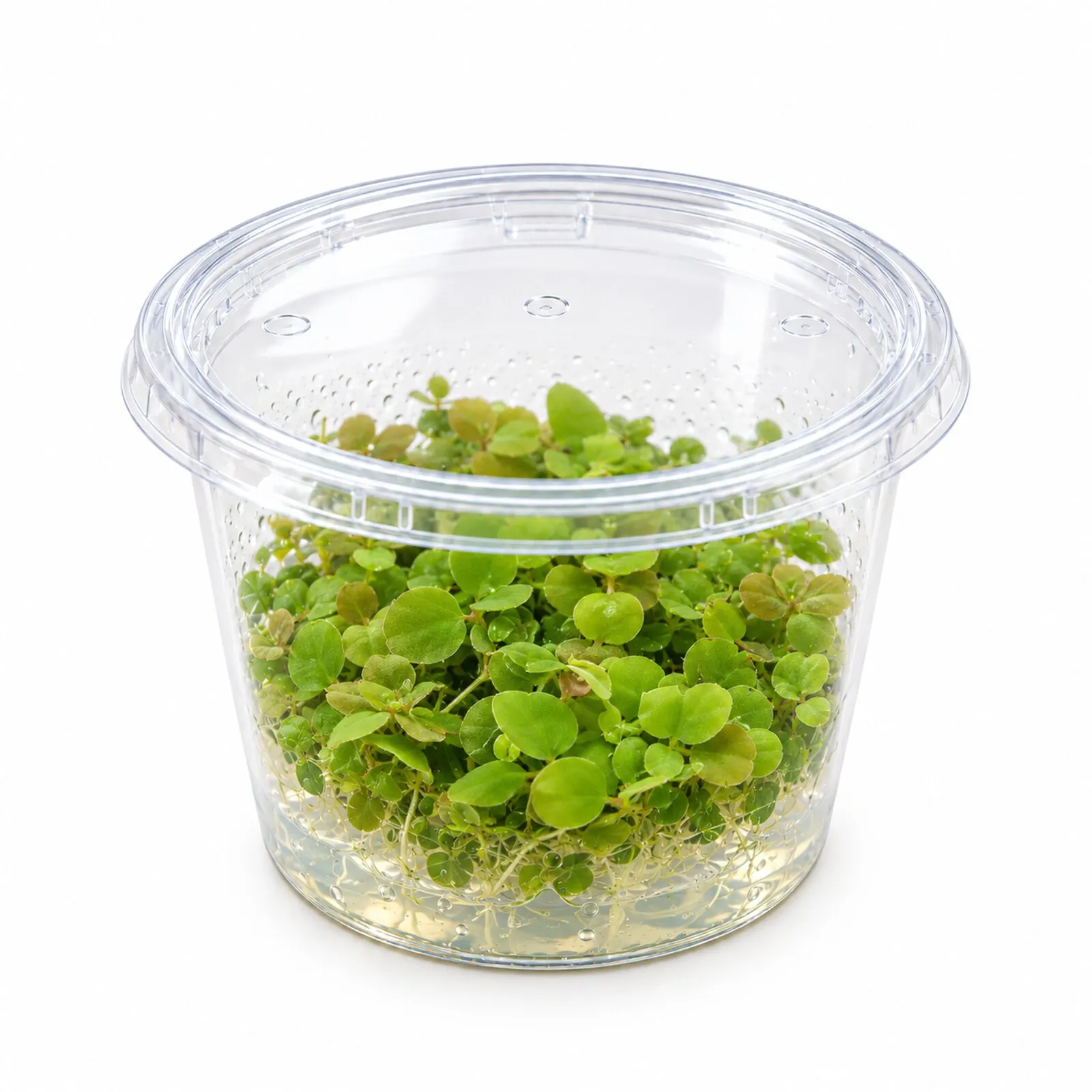 Wasserwolfsmilch, Phyllanthus fluitans, In Vitro