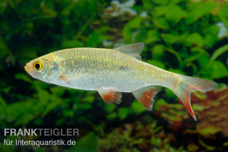 Gold-Rotfeder, Scardinius erythrophthalmus, DNZ (Kaltwasser)