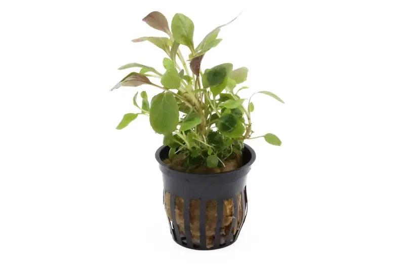 Kardinalslobelie, Lobelia cardinalis, im Topf