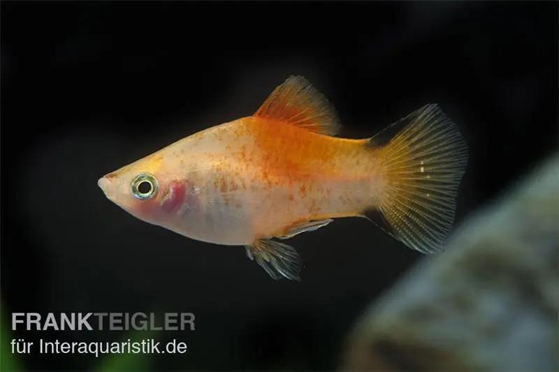 Gelber Komet Platy, Xiphophorus maculatus