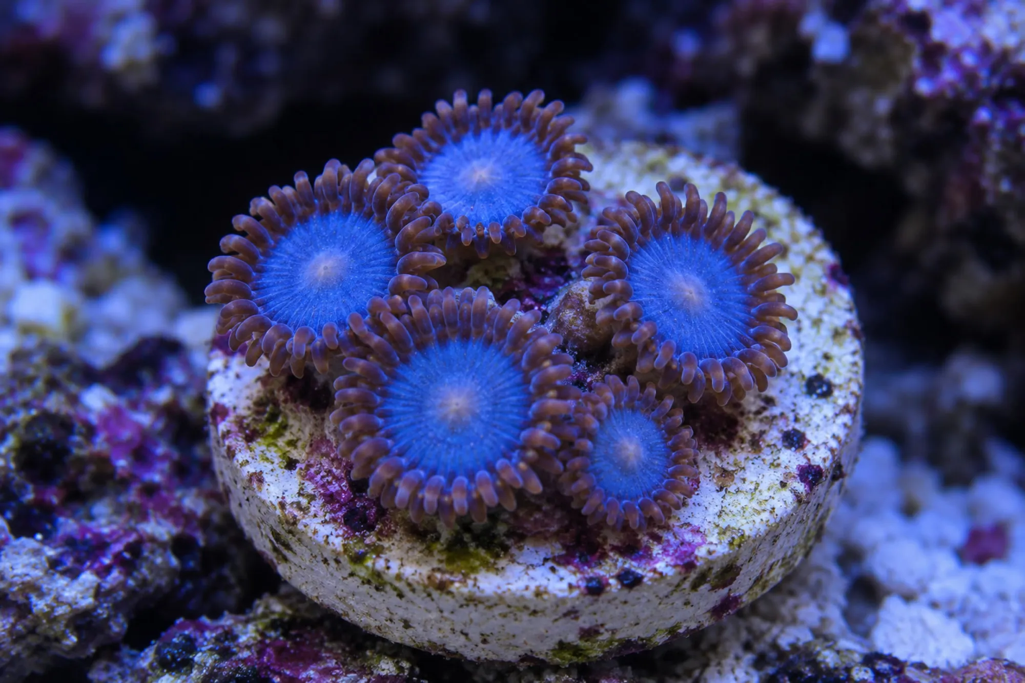 Krustenanemone „Blue Tubbs“ (Nachzucht), Zoanthus spec., ca. 4 - 6 Polypen