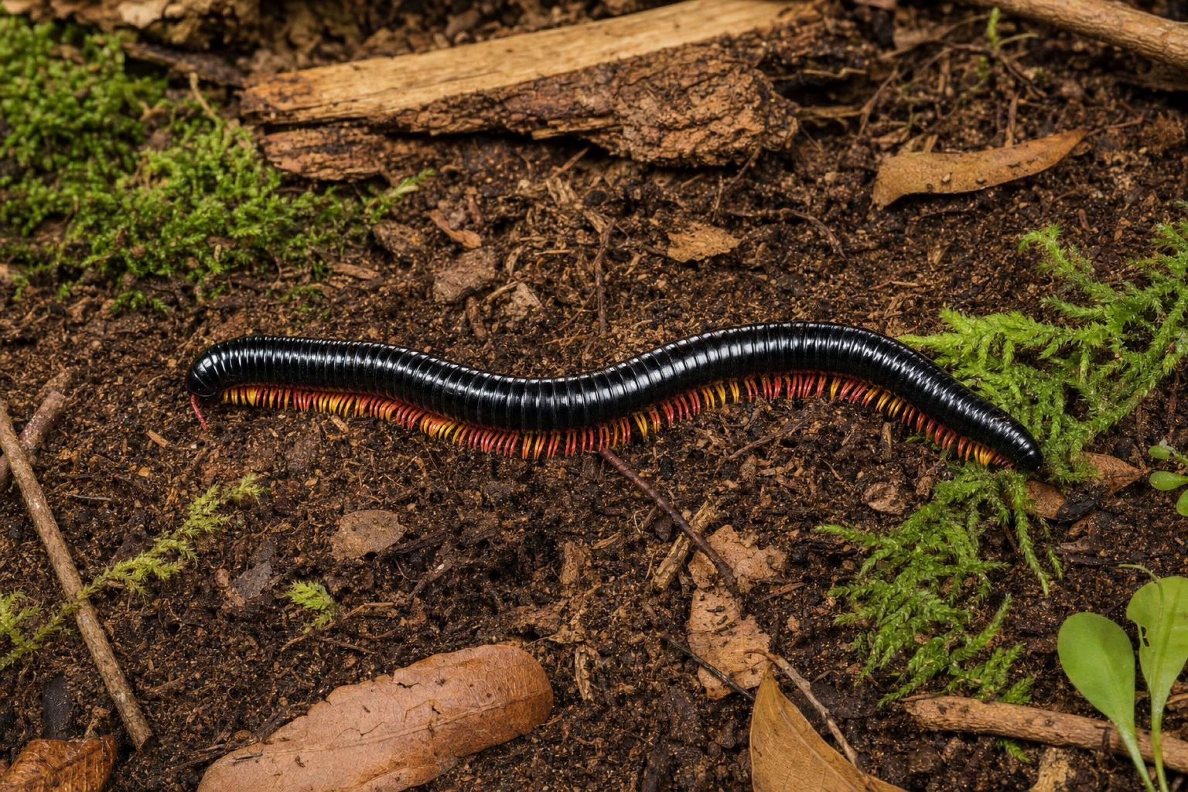Zweifarbiger Vietnam-Riesenfüßer, Alienostreptus bicoloripes