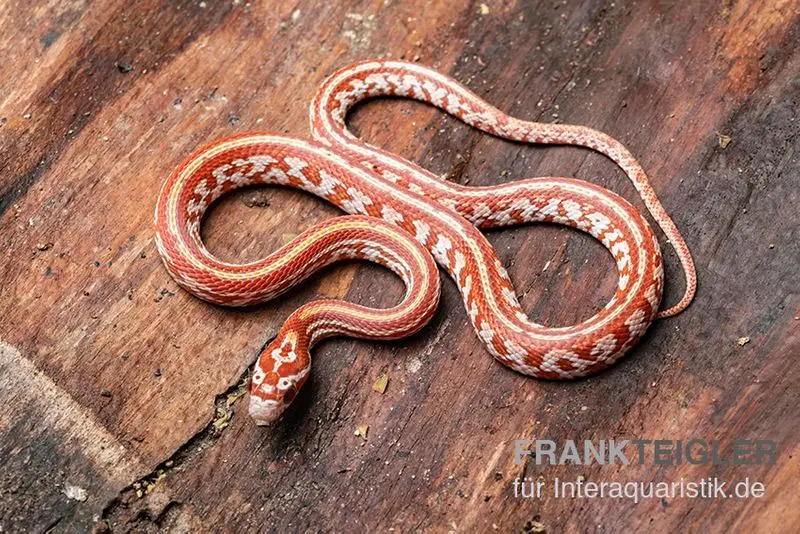 Kornnatter, Pantherophis guttatus ULTRAMEL TESSERA