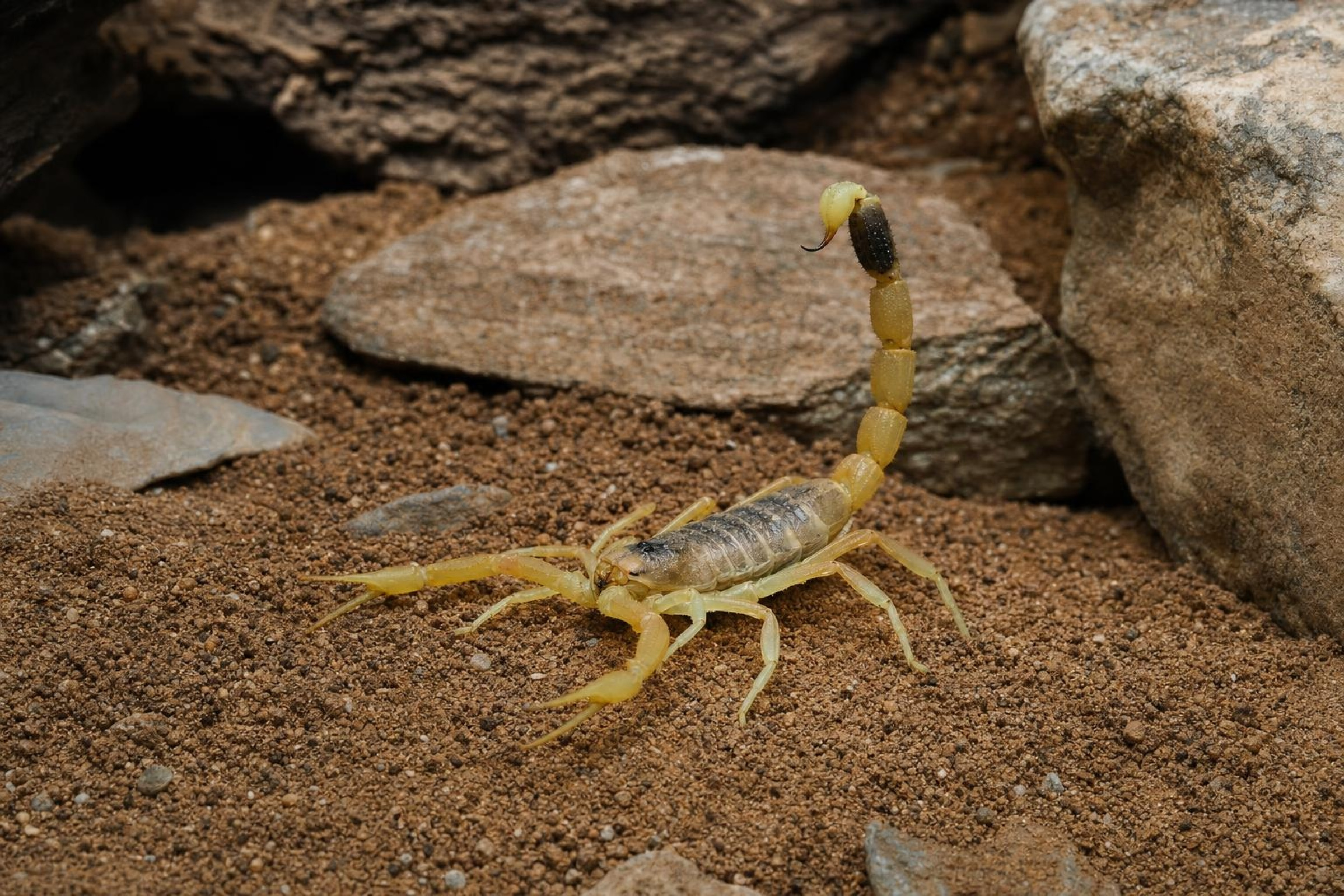 Gelber Mittelmeerskorpion, Leiurus quinquestriatus