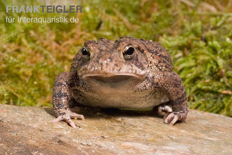 Floridakröte, Bufo terrestris