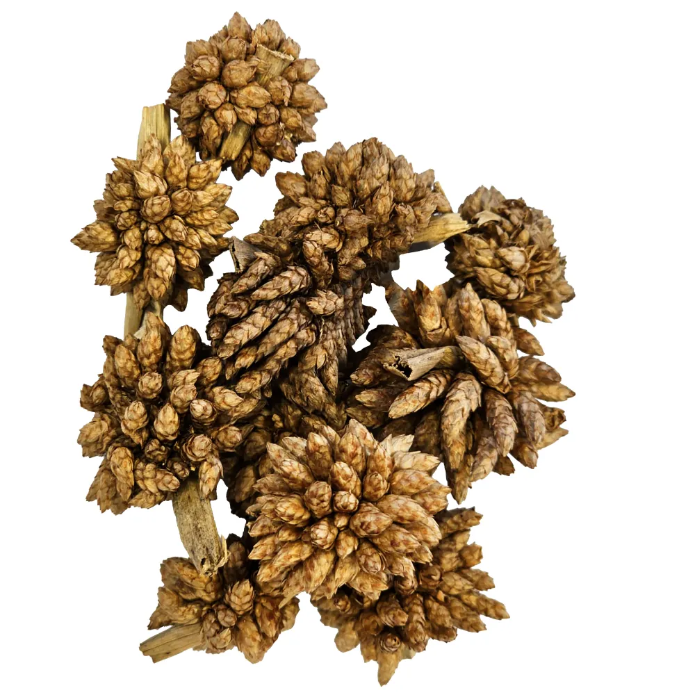 Hobby Desert Bloom Moosfarn (25 Stück) – Nahaufnahme getrockneter braun‑goldener Sporenknäuel; Botanicals für Aquarium und Terrarium, geben Huminstoffe ab und senken sanft den pH-Wert für Garnelen und Zierfische