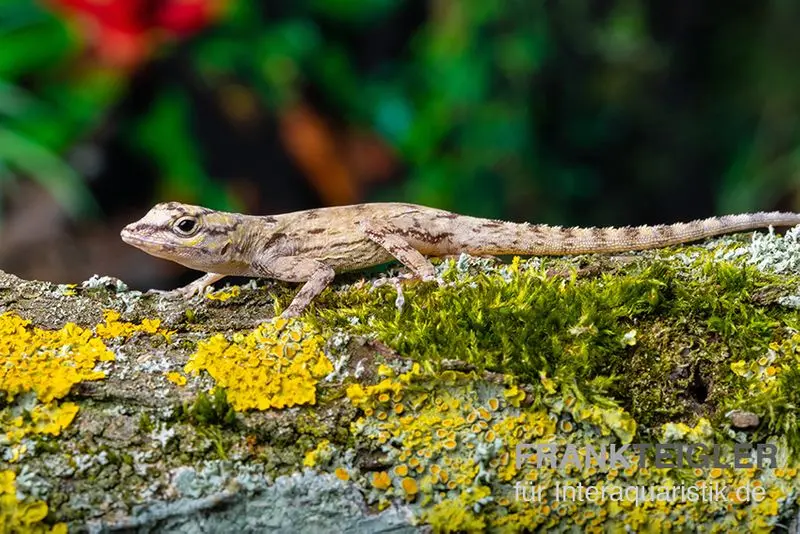Zaunanolis, Anolis distichus, gemischt