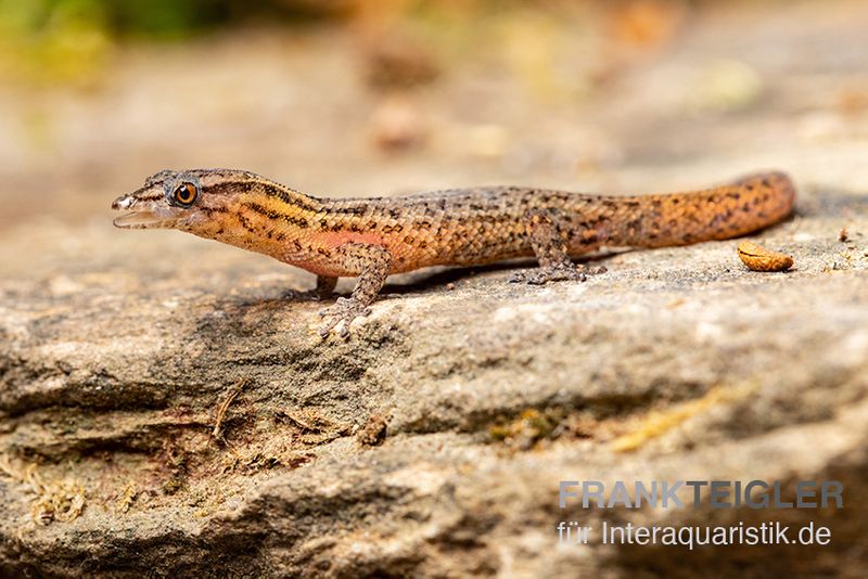 Florida-Riff-Gecko, Sphaerodactylus notatus