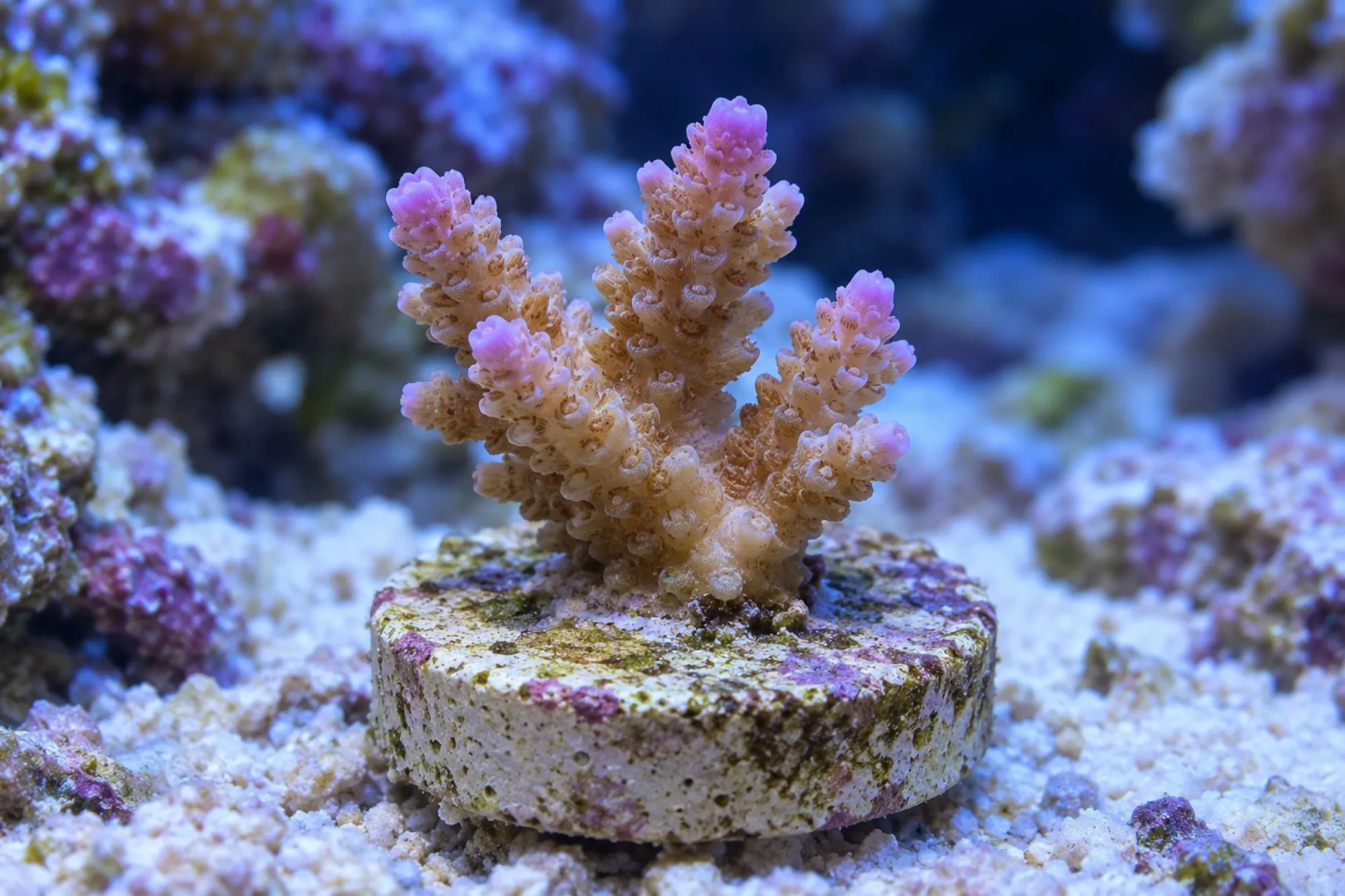 Acropora-Steinkoralle (Nachzucht), Acropora valida, Größe S–M