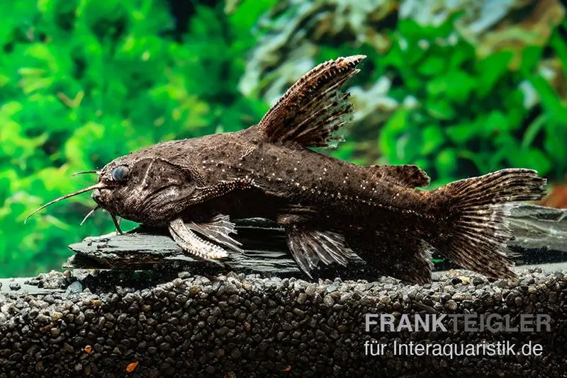 Brauner Jaguarwels, Liosomadoras morrowi, XL