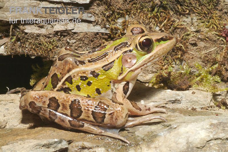 Leopardfrosch, Rana pipiens