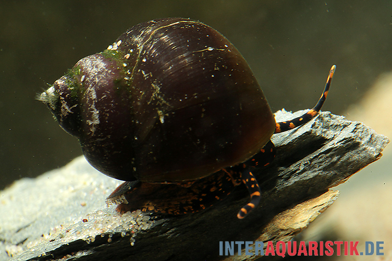 Blue Berry Snail, Notopala sp.