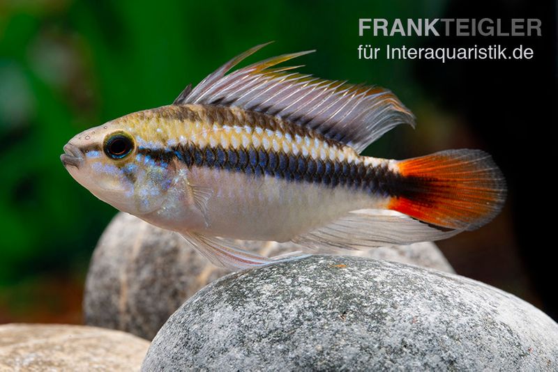 Apistogramma Rio Marmore, Apistogramma erythrura, 1 Paar