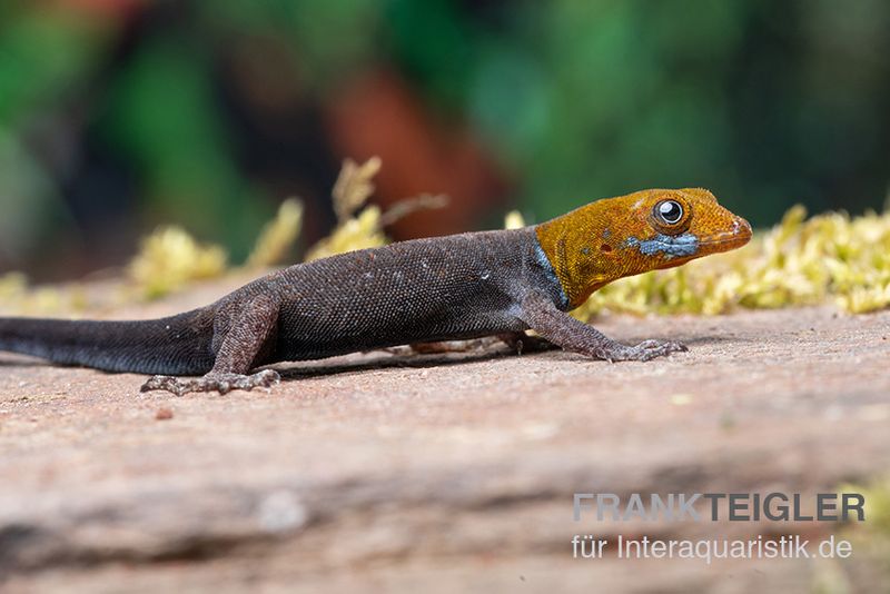 Blauer Rotkopfgecko, Gonatodes albogularis, gemischt