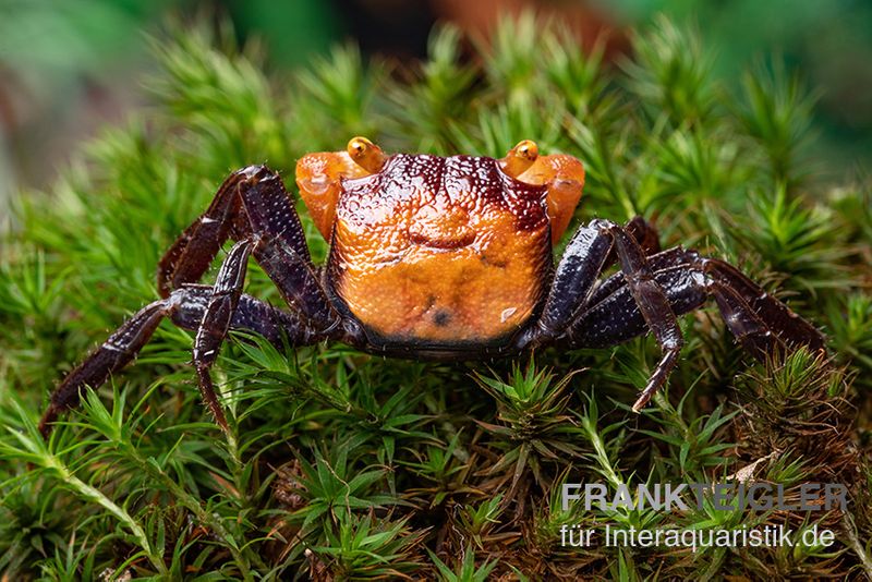 Rusty-Vampirkrabbe, Geosesarma sp. 'Iron Fist', Zufällig ausgewählt