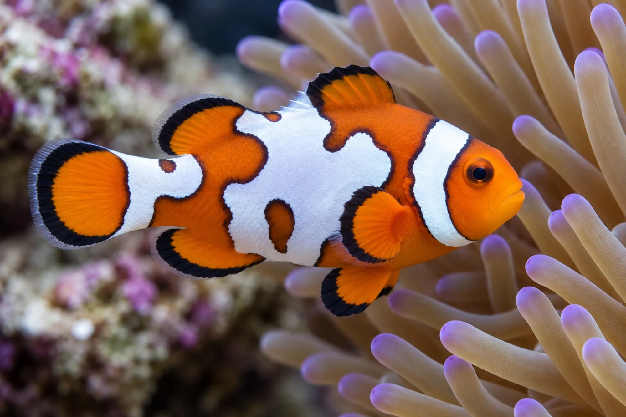 Ocellaris-Clownfisch „Premium Snowflake“ Nachzucht, Amphiprion ocellaris