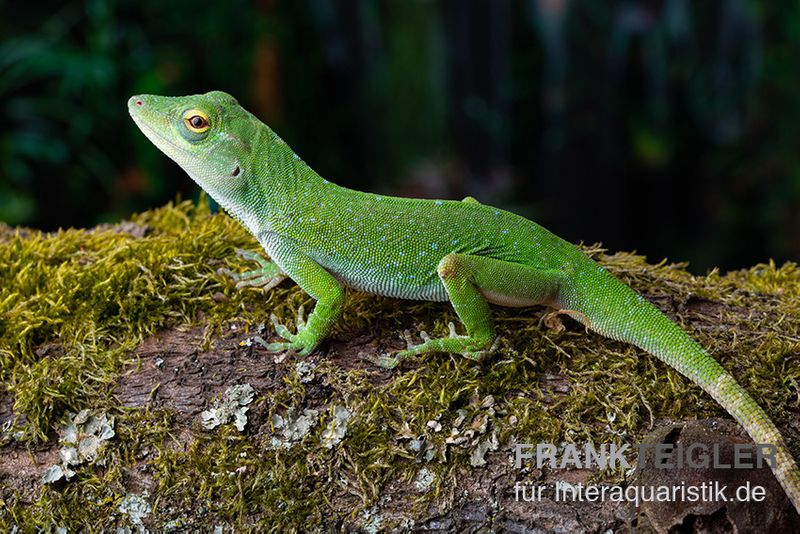 Großer Grün-Anolis, Anolis biporcatus, Ohne Geschlechtsauswahl