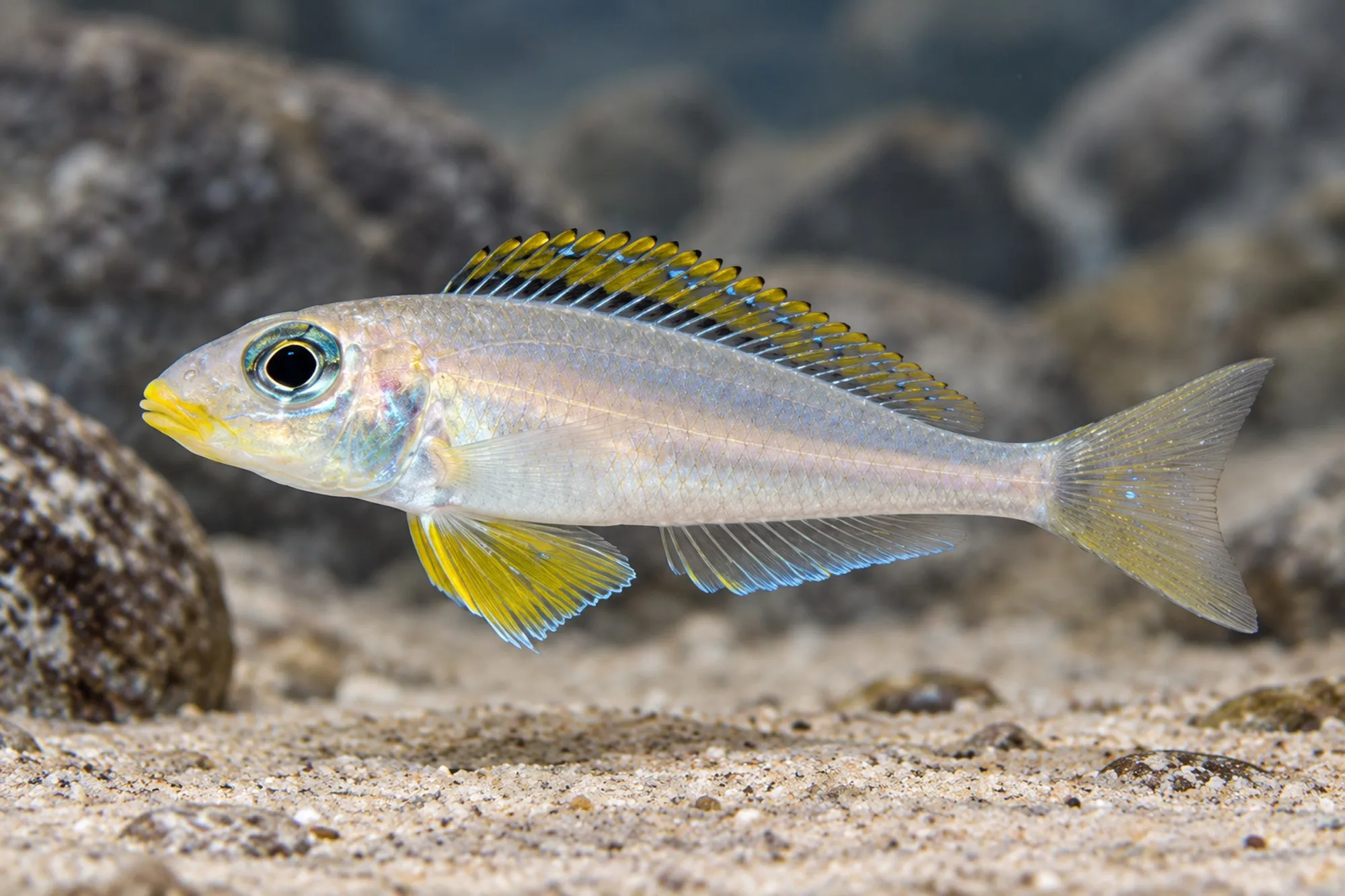 Gelbflossen-Sandcichlide „Nyanza Lac“, Xenotilapia flavipinnis