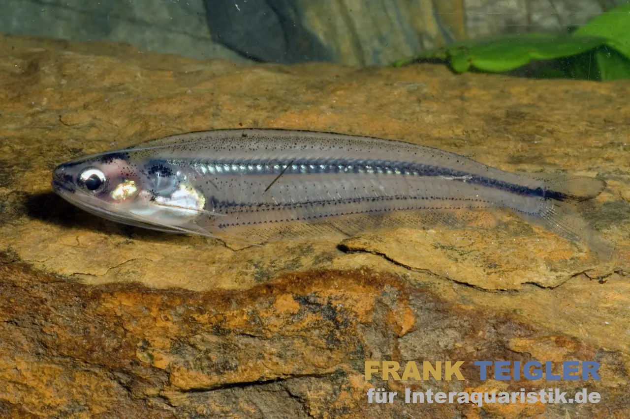 Nilglaswels, Parailia pellucida, 4-5 cm