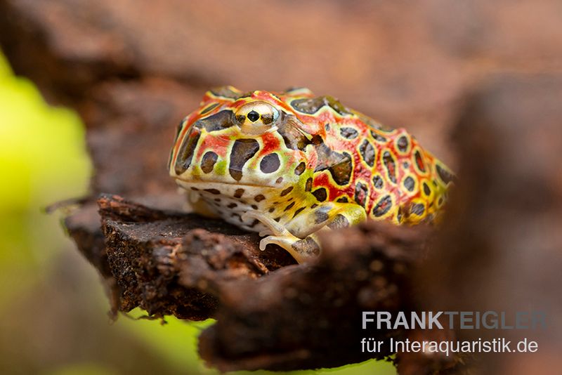 Argentinischer Schmuckhornfrosch (rot), Ceratophrys ornata