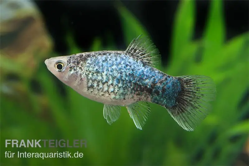 Blauer Calico Platy, Xiphophorus maculatus