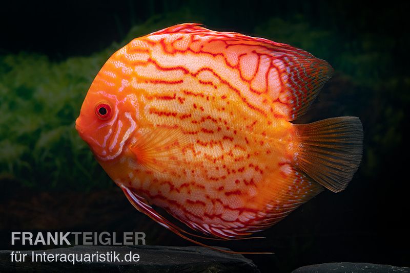 Diskusfisch ASIA-NZ, Symphysodon discus Red spider, 2 Zoll, 5-6 cm