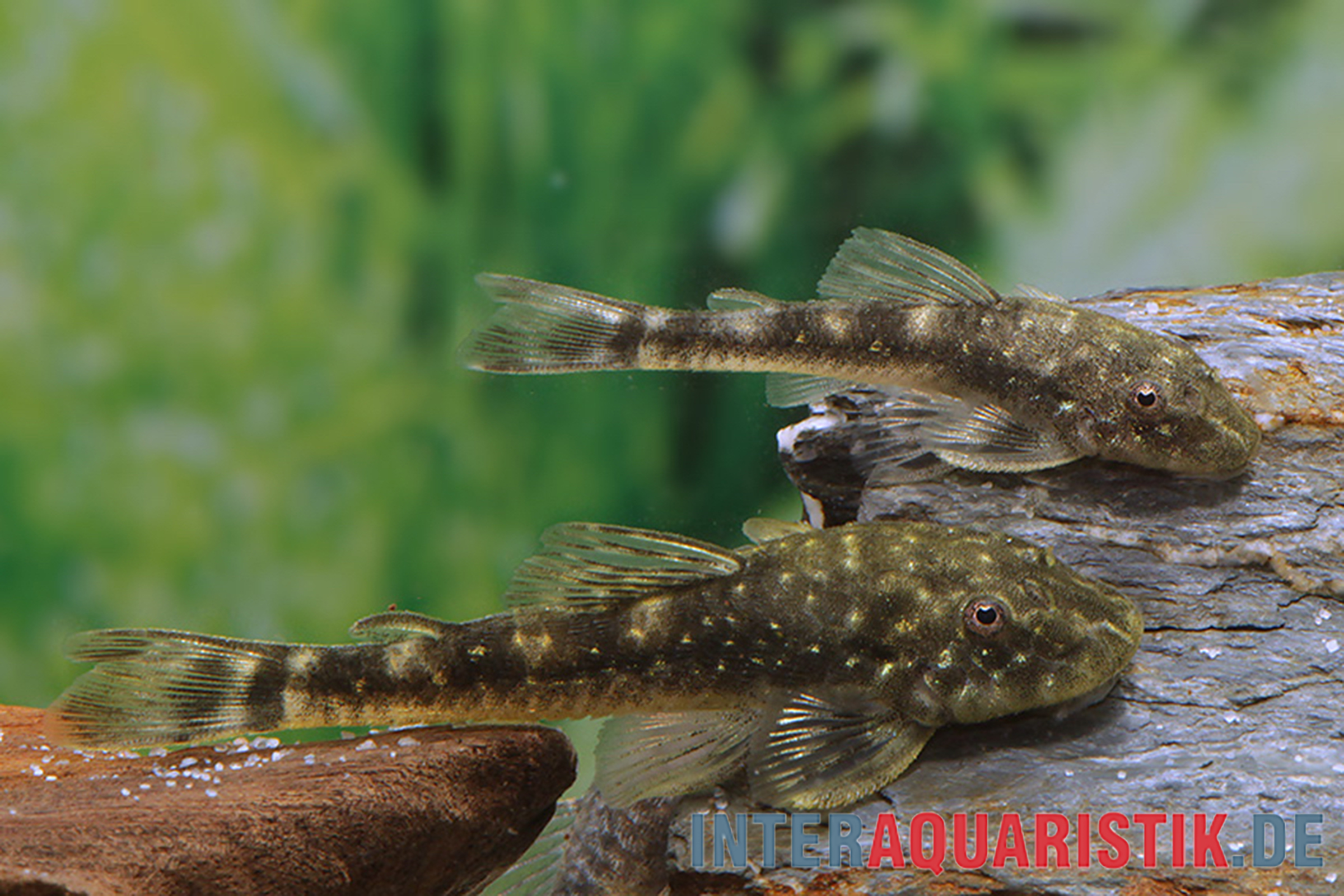 Ceara-Zwergotocinclus, Parotocinclus cearensis