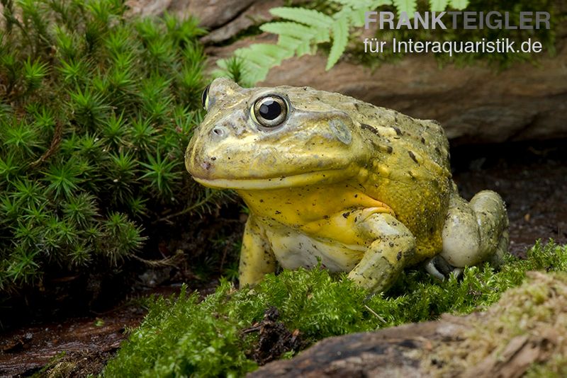 Afrikanischer Ochsenfrosch, Pyxicephalus adspersus