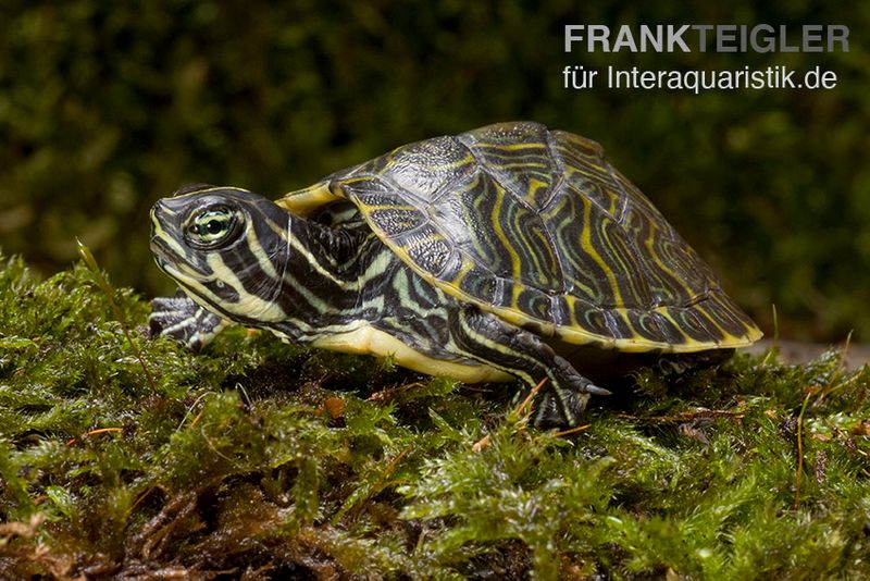 Penisula-Schmuckschildkröte, Pseudemys peninsularis