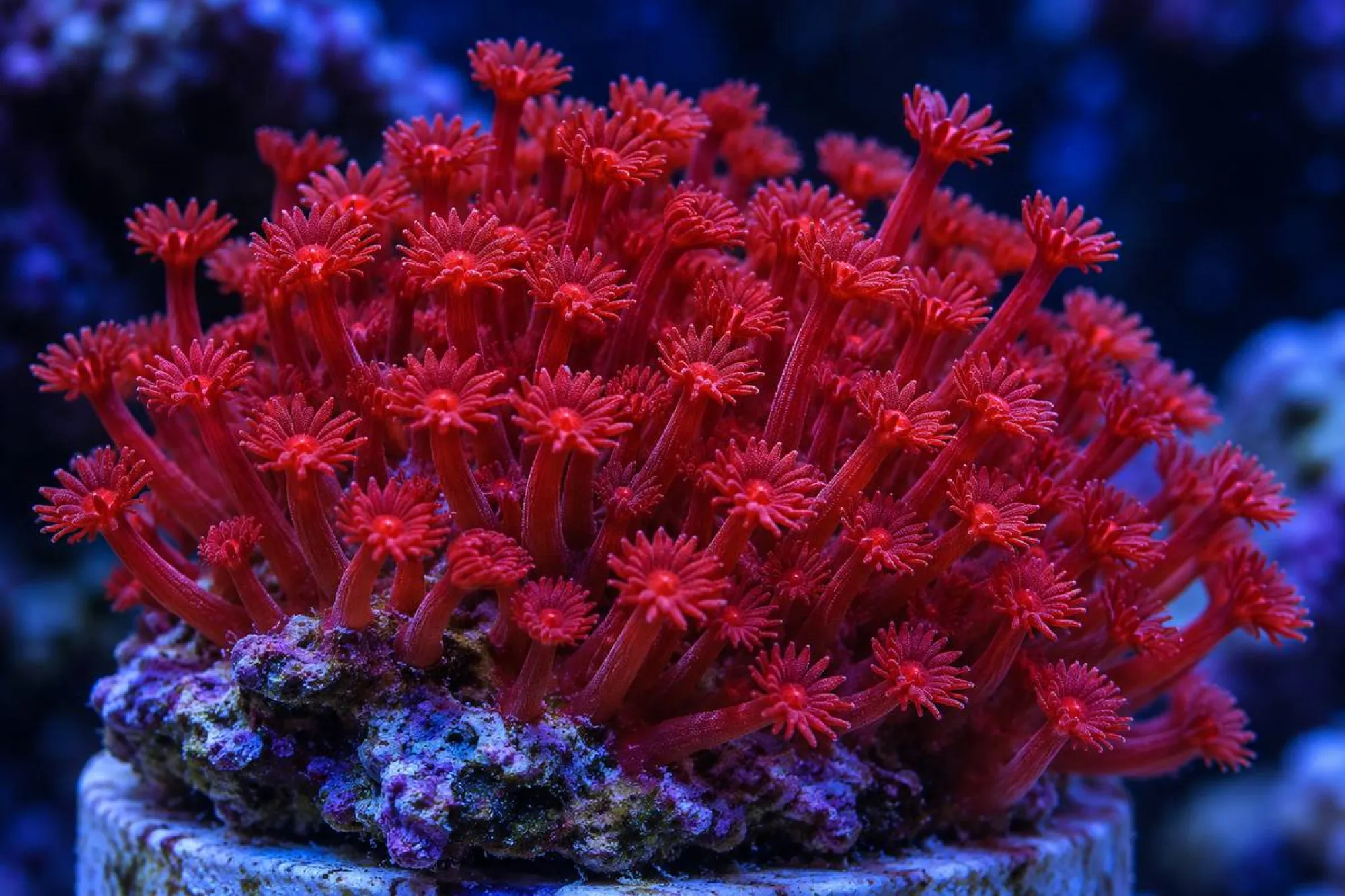 Margeritenkoralle „Metallic Rot“ (Nachzucht), Goniopora minor, Größe S–M