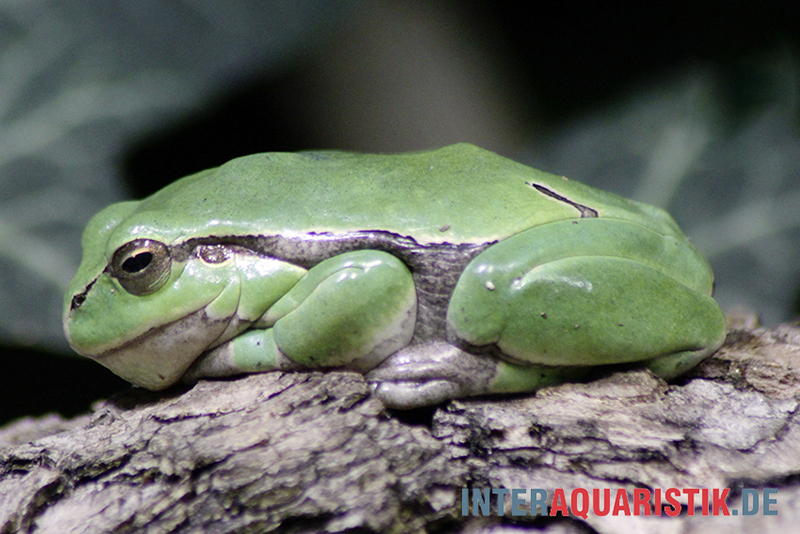 Europäischer Laubfrosch, Hyla arborea