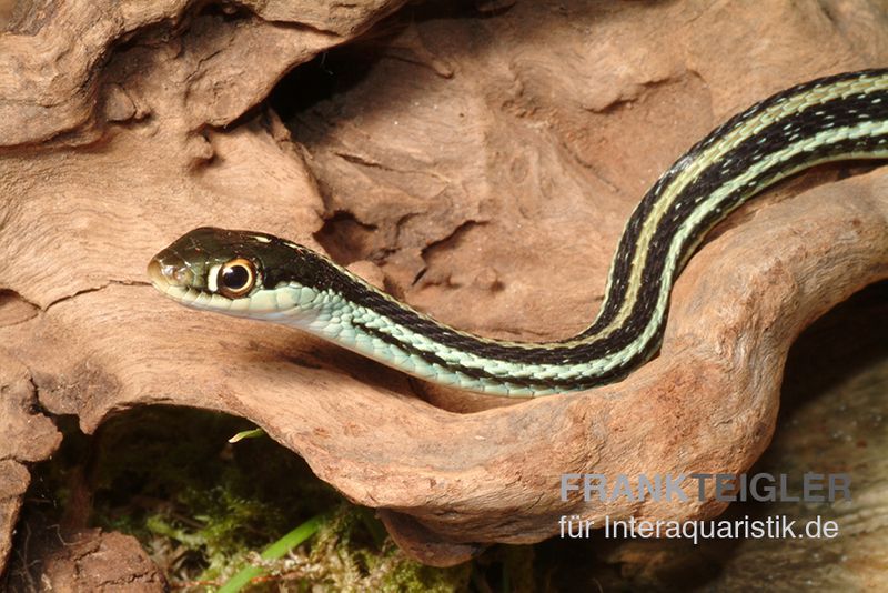 Westliche Bändernatter, Thamnophis proximus