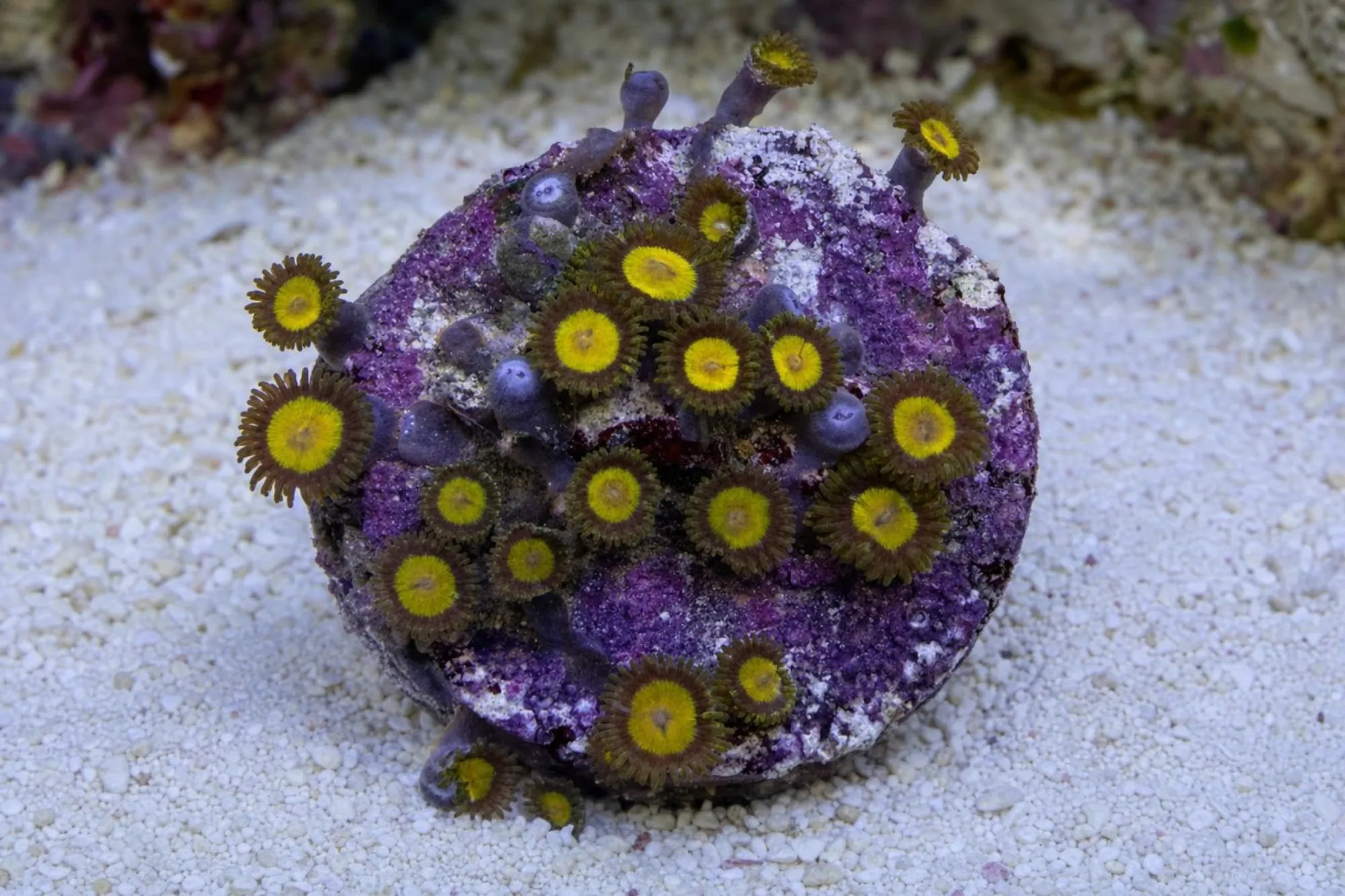 Krustenanemone „Fidschi Yellow“ (Nachzucht), Zoanthus spec., ca. 22–25 Polypen