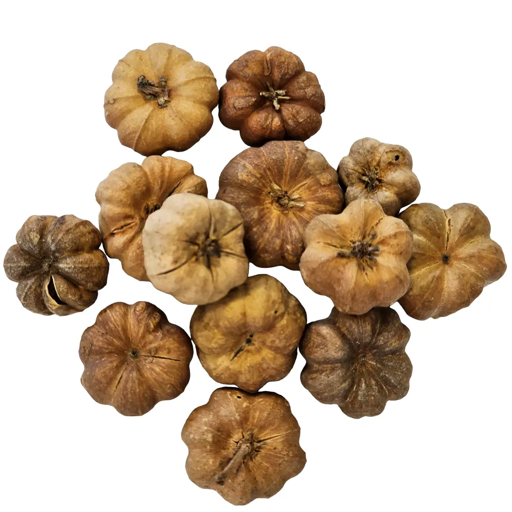 Hobby Curcurbita Zierkürbis: 25 getrocknete braune Fruchthüllen – natürliche Botanicals fürs Aquarium, geben langsam Huminstoffe und Tannine ab, geeignet für Garnelen & Jungfische
