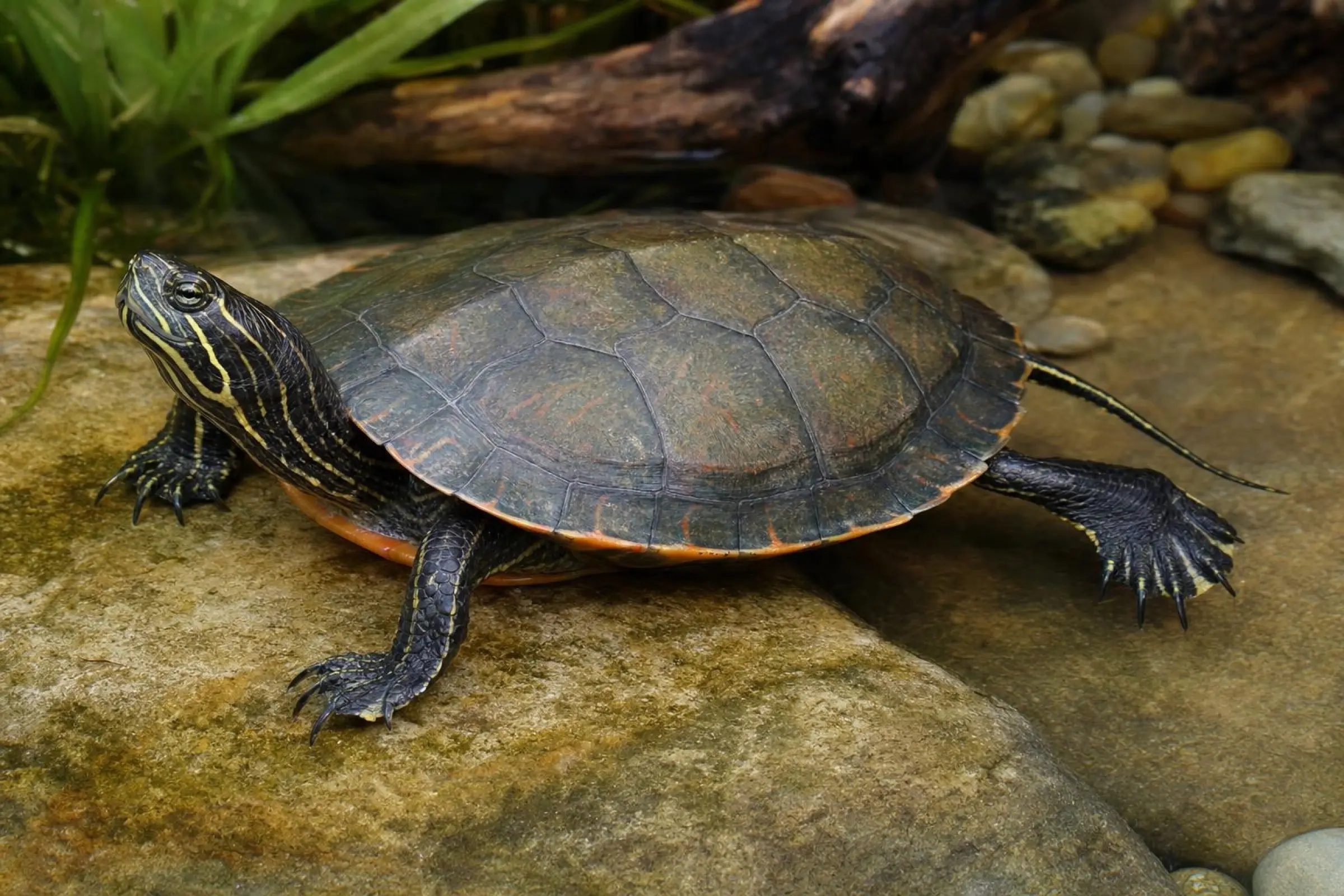 Alabama-Rotbauch-Schmuckschildkröte, Pseudemys alabamensis