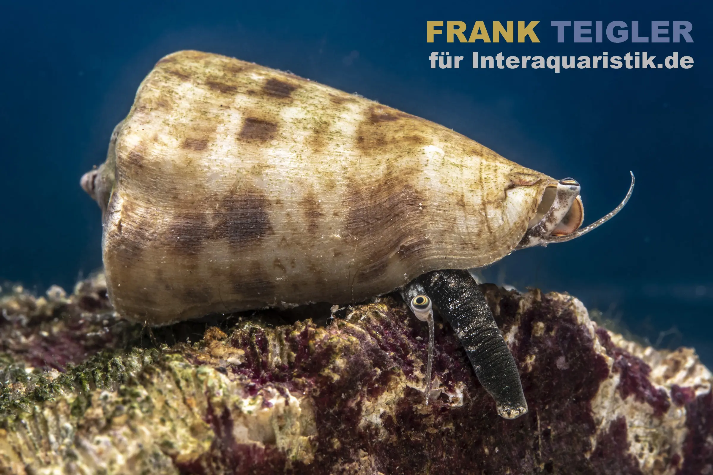 Kegelfechterschnecke Conomurex luhuanus auf Felsenrand; Sandschnecke aus dem Indopazifik, durchsiebt Bodengrund und entfernt Aufwuchs – Meerwasser @Interaquaristik
