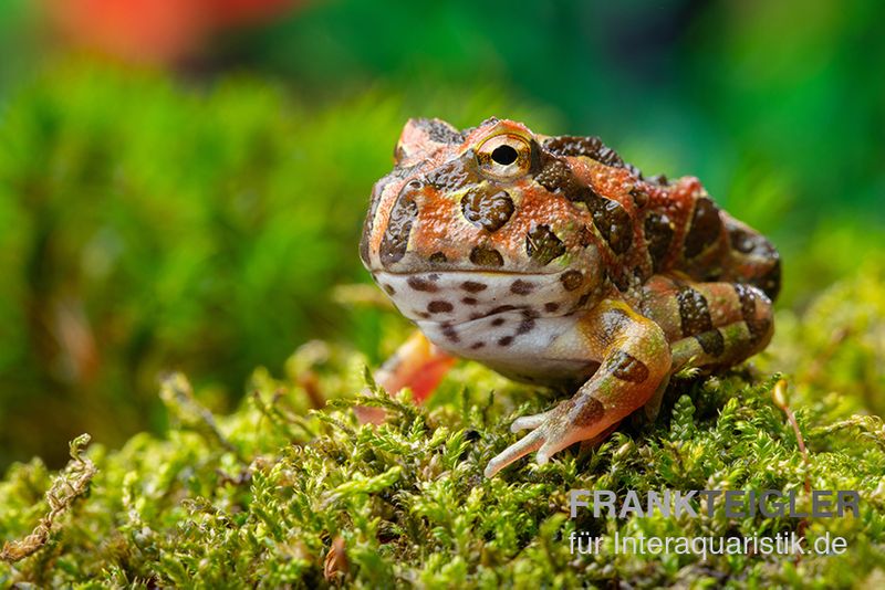 Butterfly Ornated-Pacman-Frog, Ceratophrys ornata Butterfly ornated