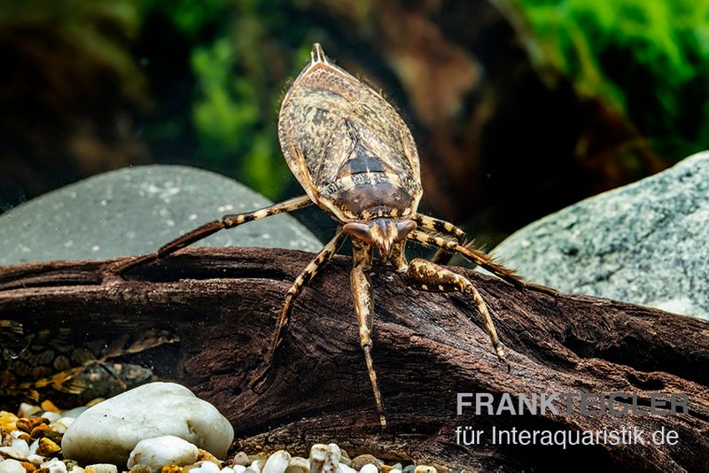 Riesige Unterwasser-Wanze, Lethocerus africanus