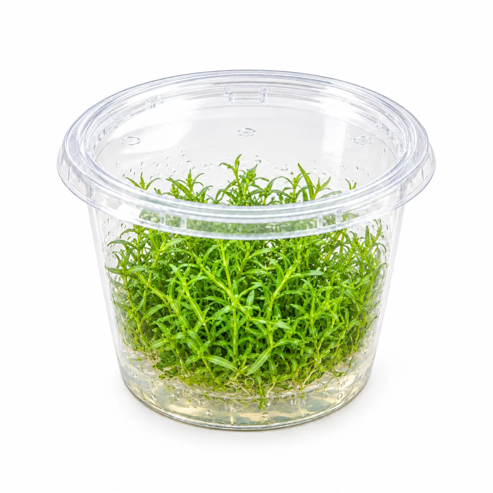 Spitzblättrige Ludwigie, Ludwigia arcuata, In Vitro