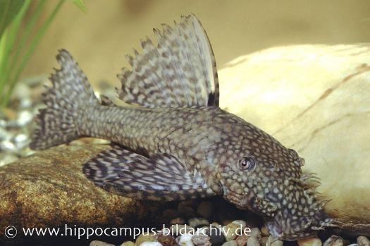 Brauner Antennenwels XL, Ancistrus sp., gemischt