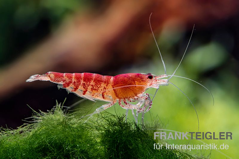 Rote Tigergarnele, Caridina mariae red