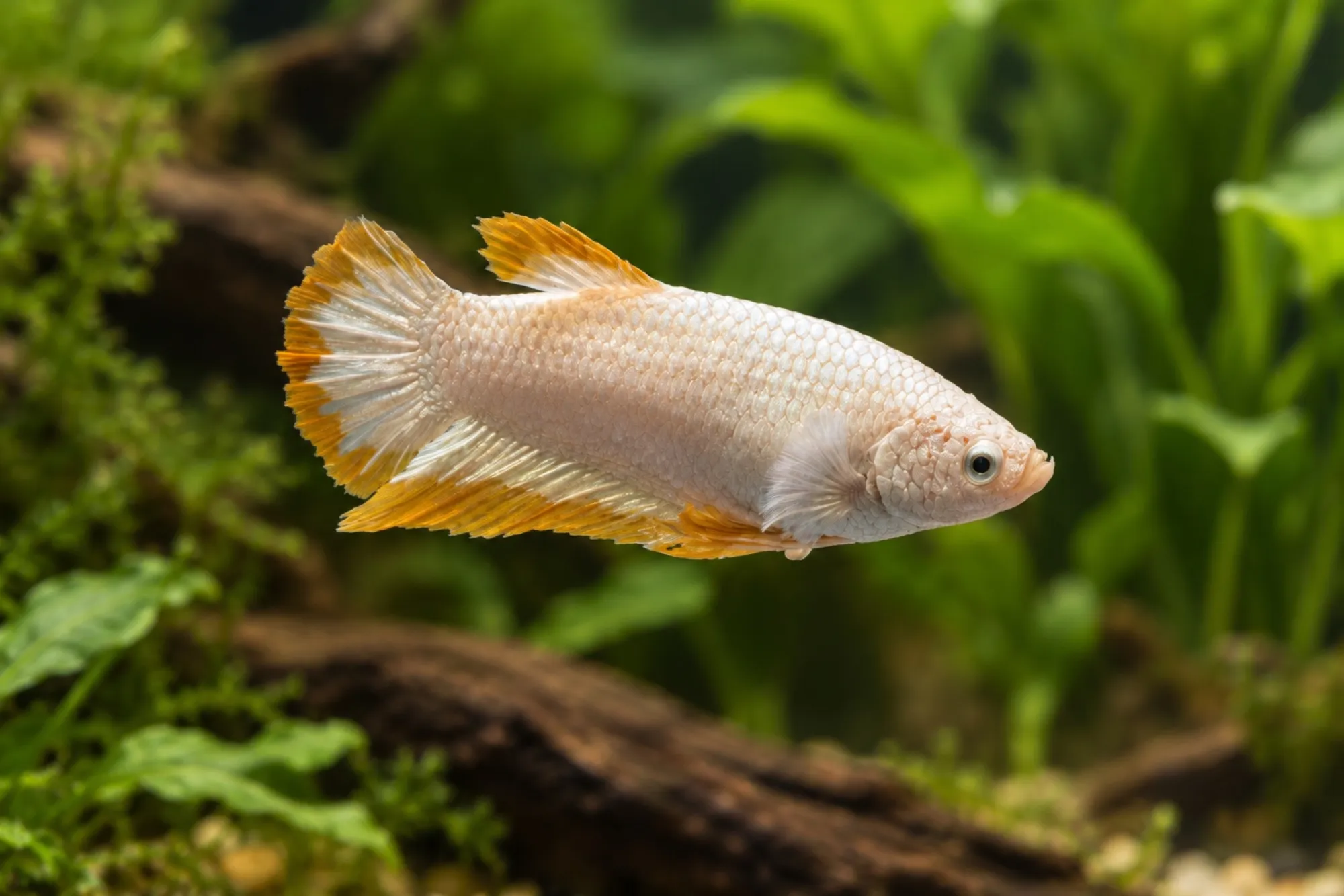 Yellow Dragon Plakat-Kampffisch, Weibchen, Betta splendens